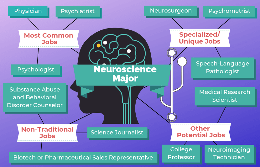 12 Jobs for Neuroscience Majors | The University Network