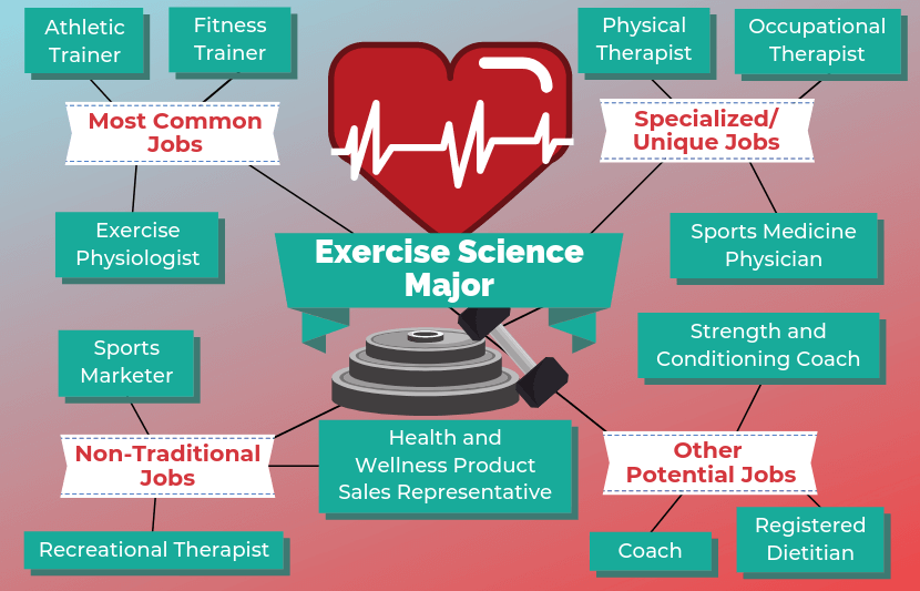 12 Jobs For Exercise Science Majors | The University Network